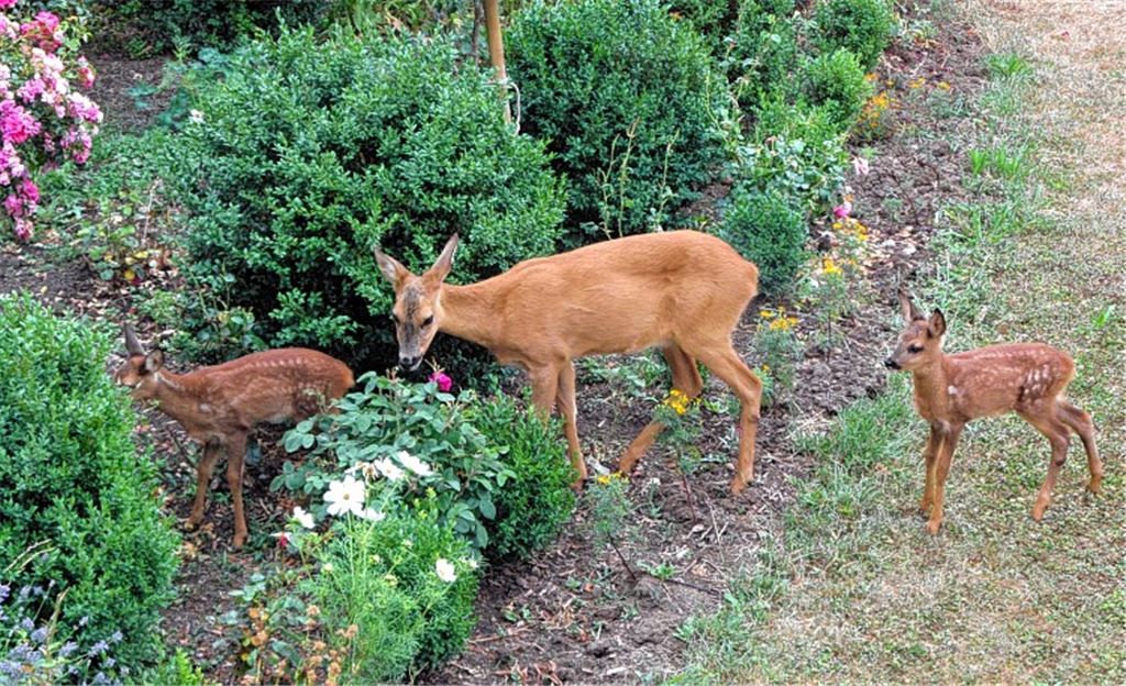Hier ist das Idyll noch perfekt: Familie Reh besucht einen Garten in Schönenberg und sorgt dafür, dass die Rosen nicht zu üppig blühen.