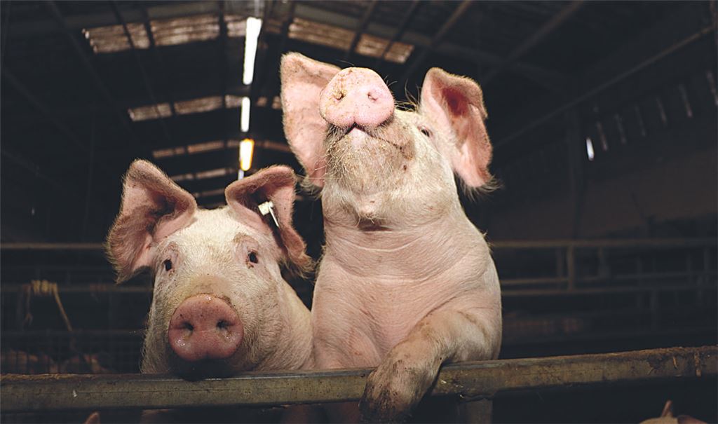 Hier sind glückliche Eisinger Schweine zu sehen – tierschutzgerecht soll es künftig auch im Schlachthof Gärtringen zugehen. Foto: Archiv