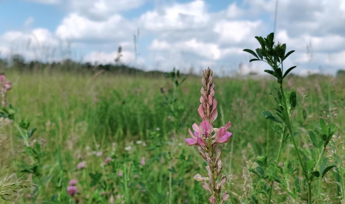 Ornamenta muss einen Sprint hinlegen Hier soll bald Kunst aufblühen. Foto: Deeg
