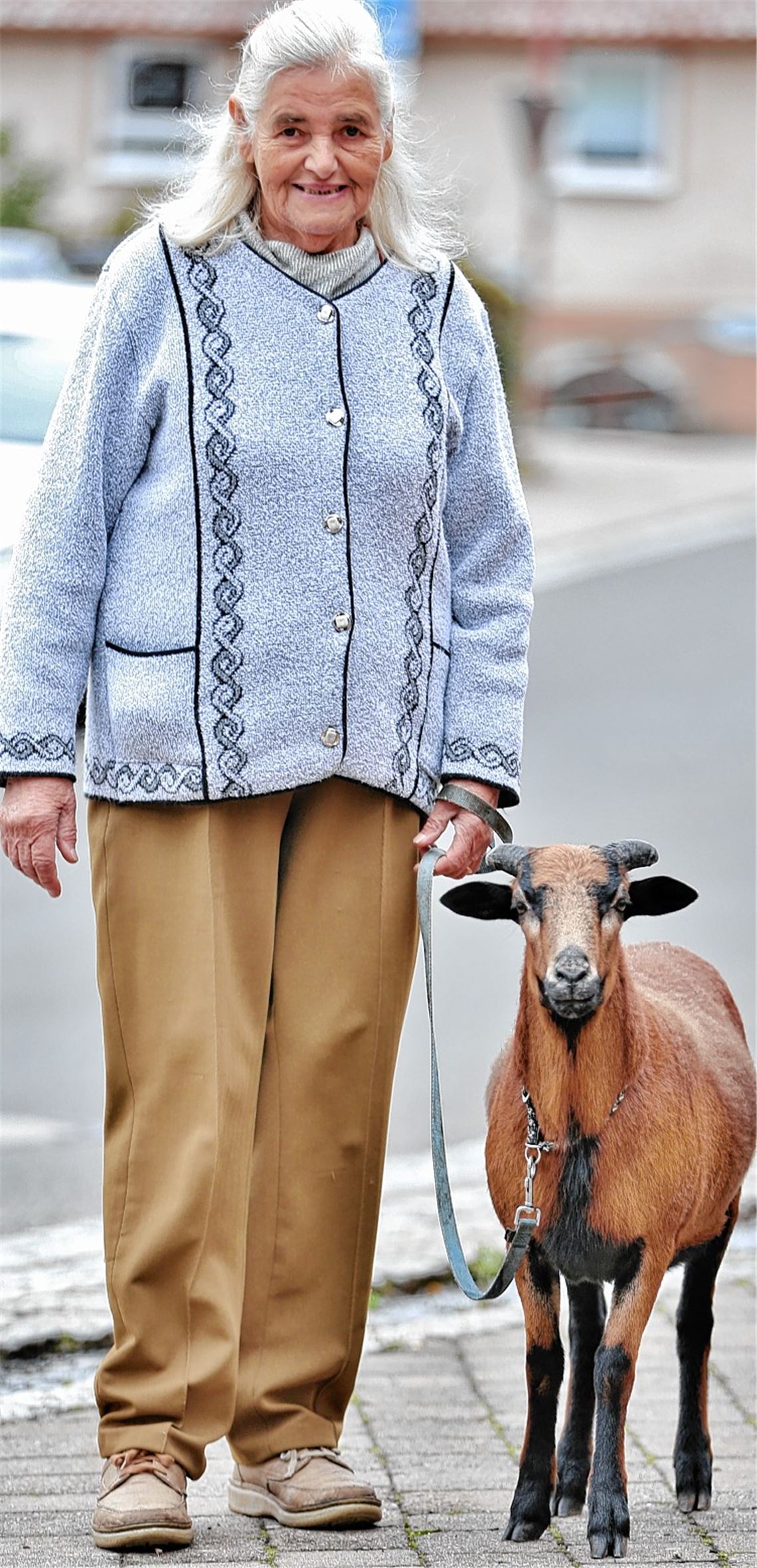 Mose Jakob geht bei Fuß wie ein Hund