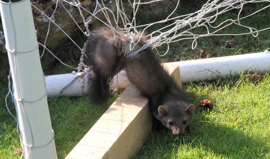Hilflos im Tornetz verfangen. Fotos: Feuerwehr Wiernsheim