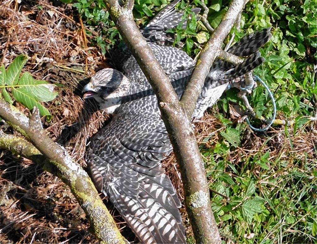 Hilflose Lage: Der kostbare Vogel hat sich im Unteren Wingertweg in den Ästen eines Baums verfangen.