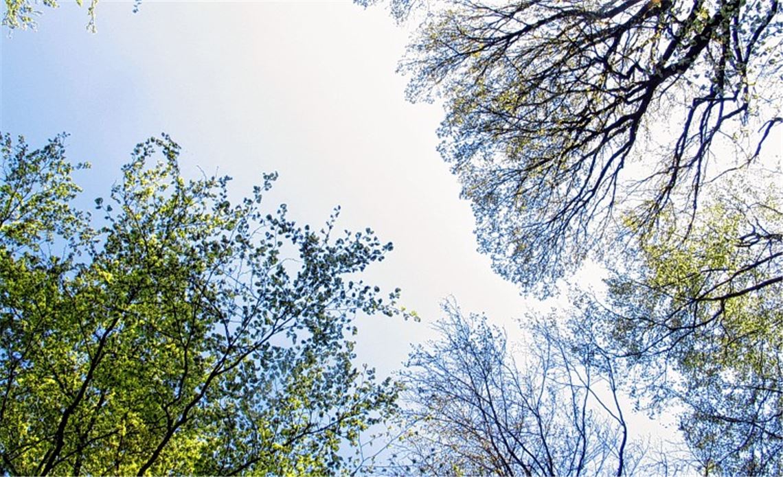 Himmlische Aussichten bietet der Wald, der gerade sein Frühlingskleid anzieht und den mitteilungsbedürftigen Amseln eine ansprechende Kulisse bietet.