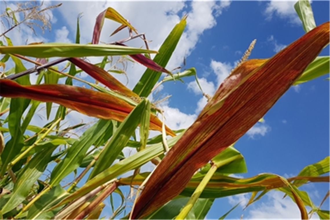 Himmlische Aussichten im Maisfeld. Foto: Wolfgang Kroh