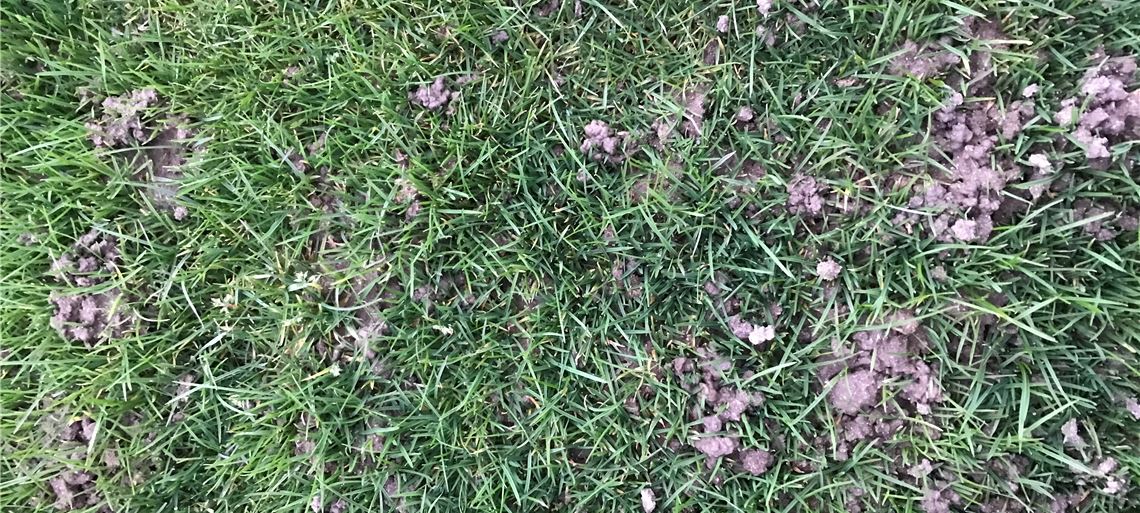 Hinterlassenschaften von Regenwürmern sorgen auf dem Großglattbacher Sportplatz dafür, dass dort aktuell nicht gekickt werden kann. Foto: Schimpgen