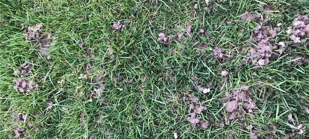 Hinterlassenschaften von Regenwürmern sorgen auf dem Großglattbacher Sportplatz dafür, dass dort aktuell nicht gekickt werden kann. Foto: Schimpgen