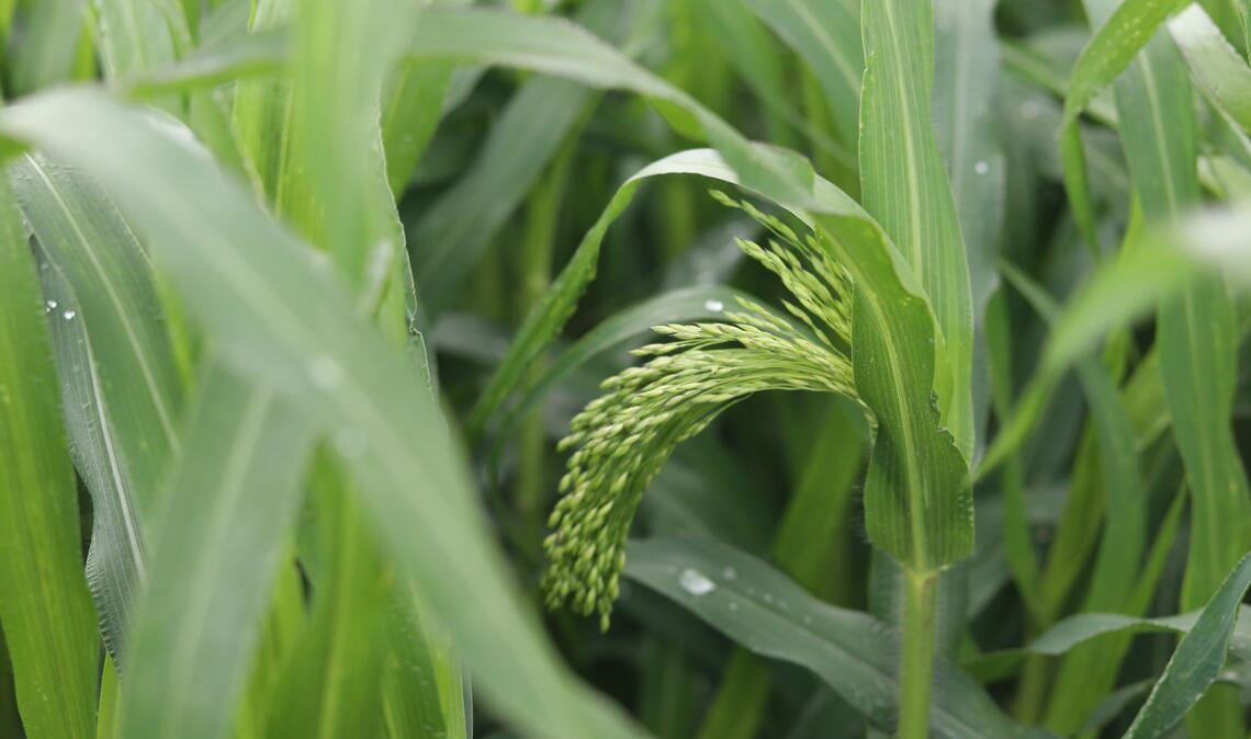 Hirse aus dem Enzkreis. Foto: Enzkreis/Bayram-Yildiz