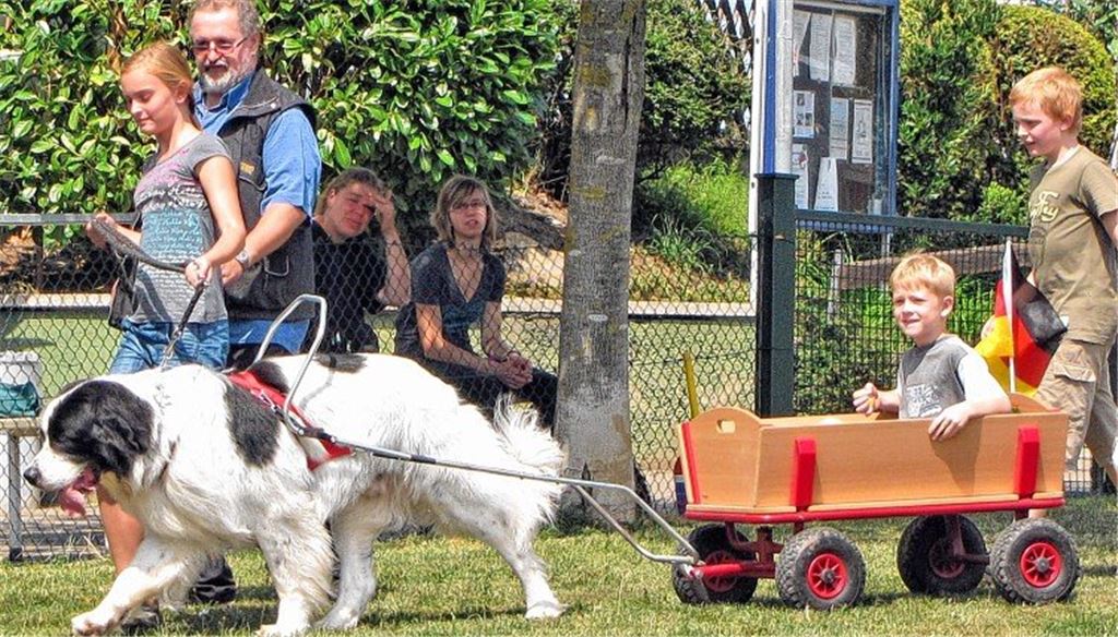Warum Hunde gerne Zugpferde sind