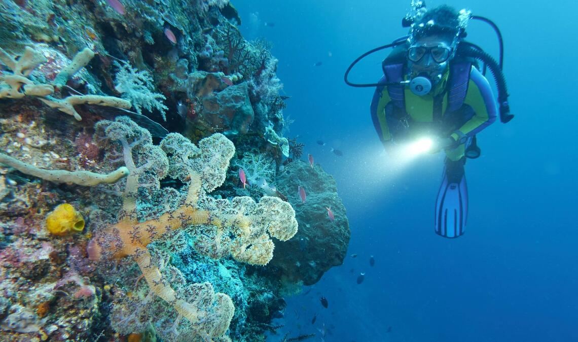 Höhere Meerestemperaturen können schädliche Folgen für die Erde haben: So verursachen sie Korallenbleiche. Eine Taucherin beleuchtet Weichkorallen an einer Steilwand in Selayar, Südsulawesi, Indonesien.