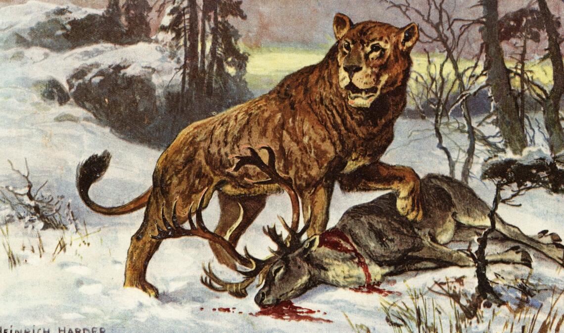 Höhlenlöwe mit Beute: Zeichnung von Heinrich Harder um 1920.