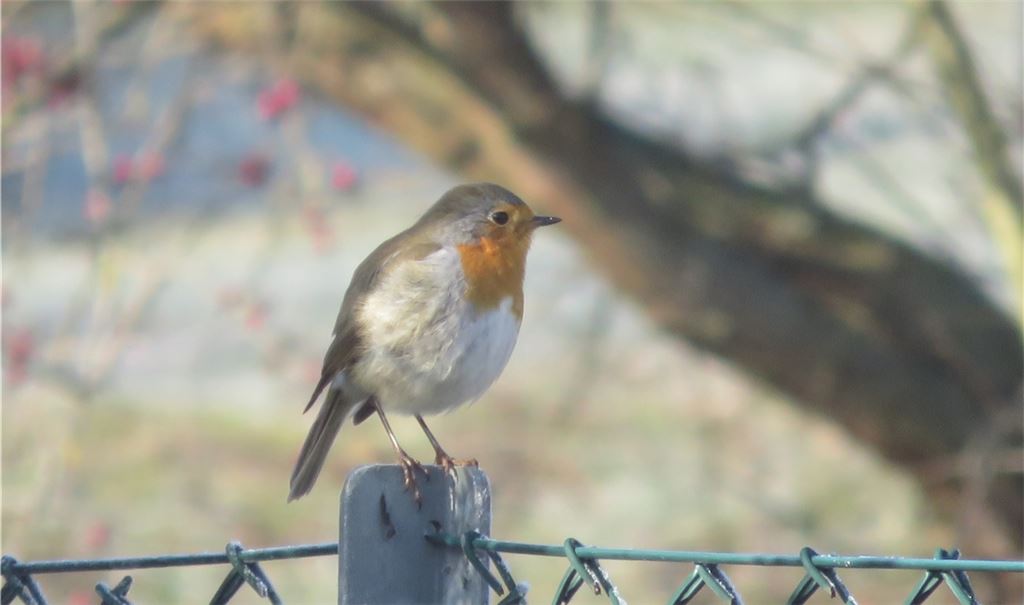 Hör mal, wer da „twittert“: Laut NABU singt das Rotkehlchen am schönsten. Foto: privat