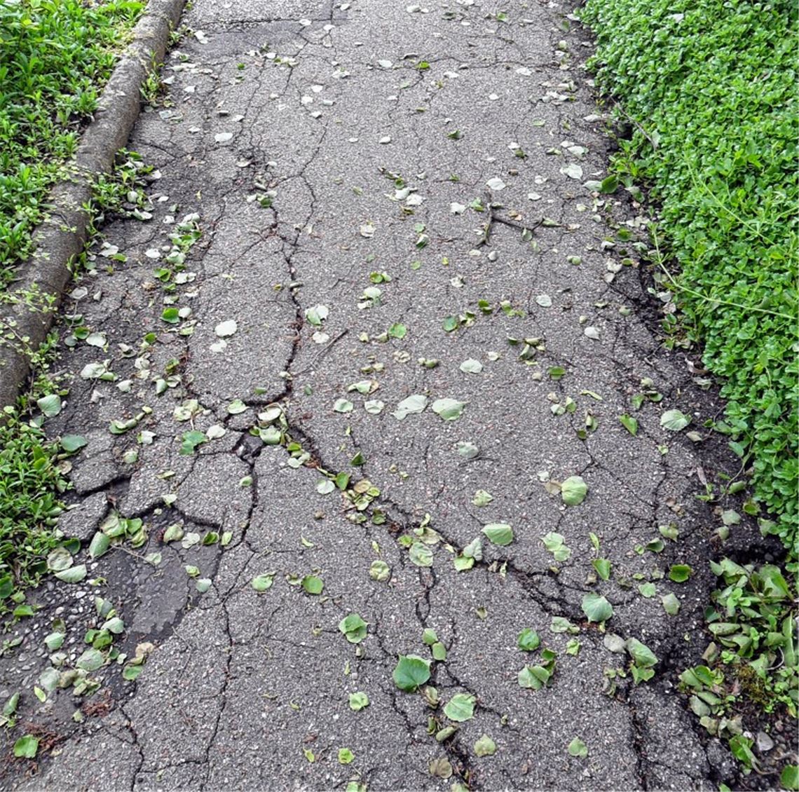 Holprig: der südliche Friedhofsweg. Foto: privat