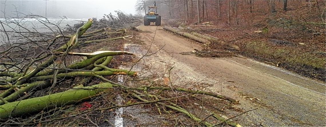 Holz auf und neben der Straße: Damit die Forstarbeiten gefahrlos vonstatten gehen, ist die Landesstraße zwischen Wiernsheim und Wurmberg für den Verkehr gesperrt.
