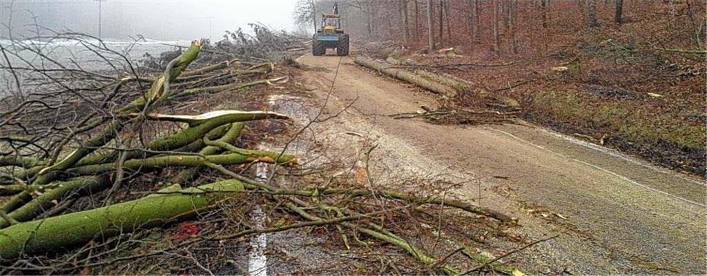 Holz auf und neben der Straße: Damit die Forstarbeiten gefahrlos vonstatten gehen, ist die Landesstraße zwischen Wiernsheim und Wurmberg für den Verkehr gesperrt.