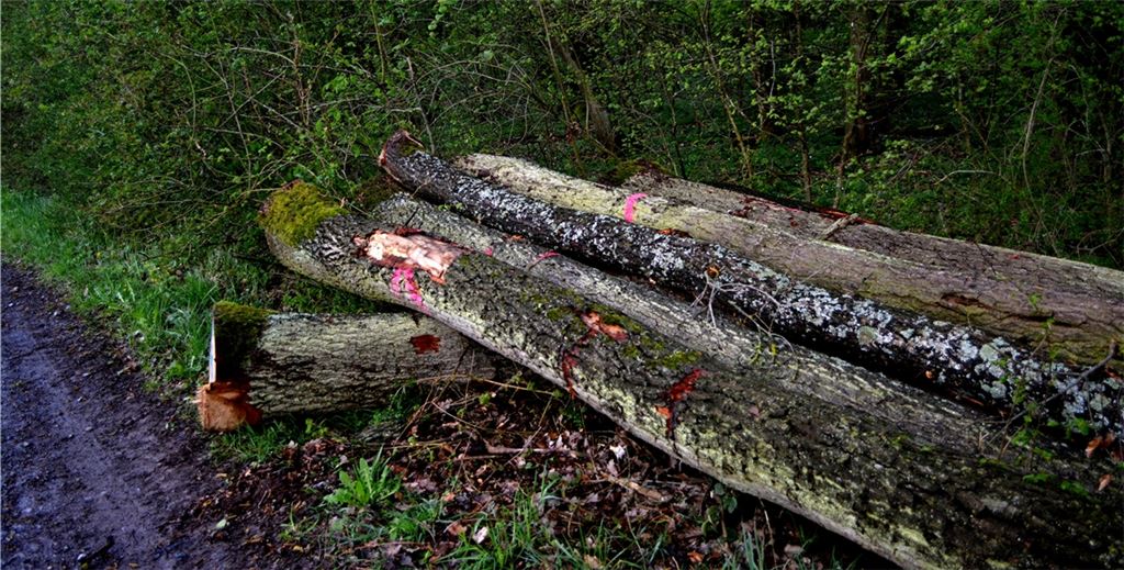 Holz ist ein begehrter Rohstoff – auch, Foto: eld