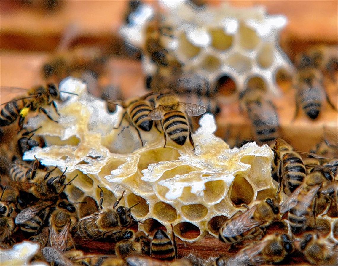Honigbienen droht Gefahr durch eine Seuche, die auch in Kleinvillars nachgewiesen ist.Archiv
