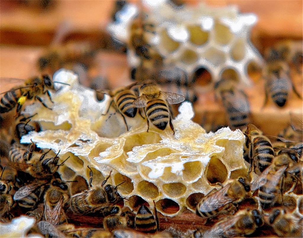 Honigbienen droht Gefahr durch eine Seuche, die auch in Kleinvillars nachgewiesen ist.Archiv