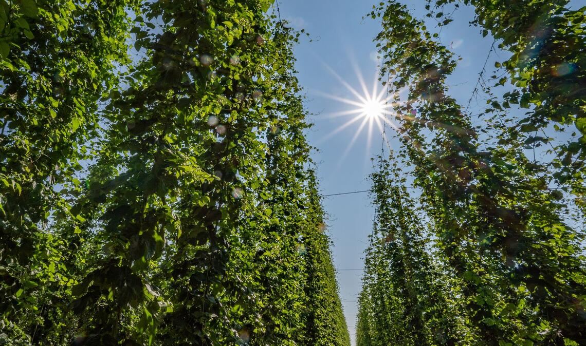Hopfen im Anbaugebiet Hallertau.