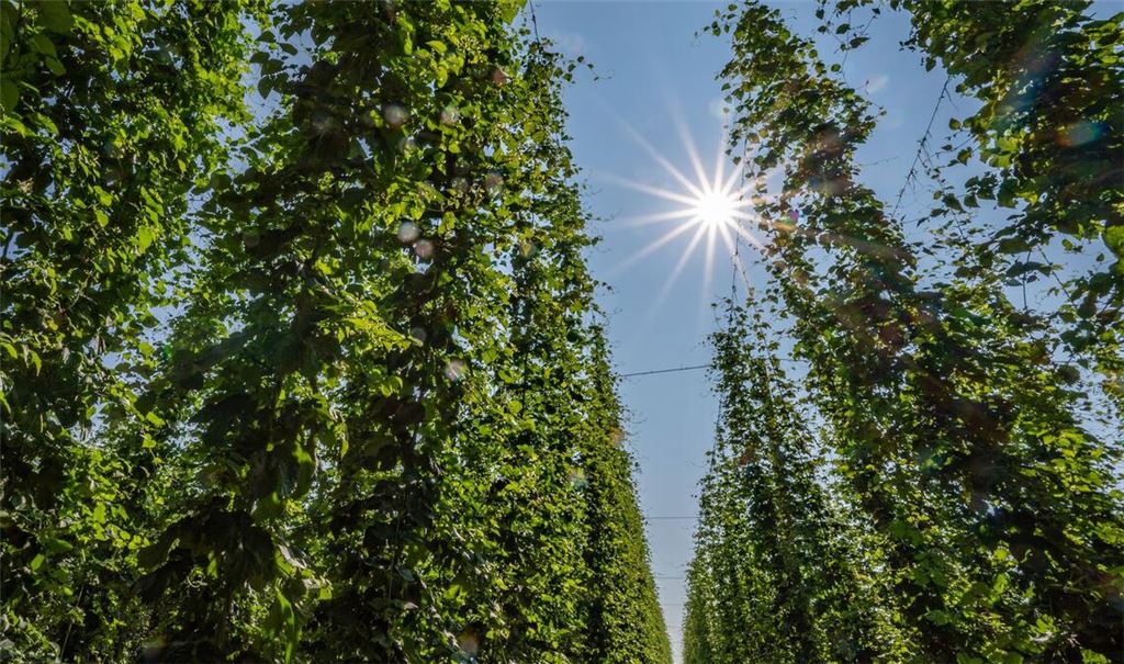 Hopfen im Anbaugebiet Hallertau.