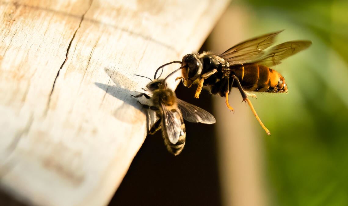 Horrorszenario für die einheimischen Imker: Eine „Asiatische Hornisse“, die sich auch in der Region immer weiter ausbreitet, attackiert eine Biene.Foto: Archiv/stock.adobe.com/Lothar Lenz