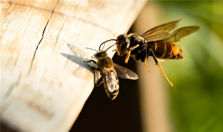 United forces against the Asian hornet
