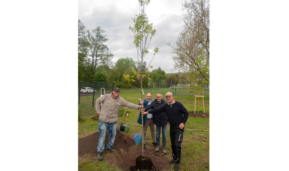 Horst Jordan (Albverein), Armin Dauner, Rolf Leo (Stadtrat FW) und Ulrich Gommel (v.li.) pflanzen die Roteiche. Foto: Fotomoment