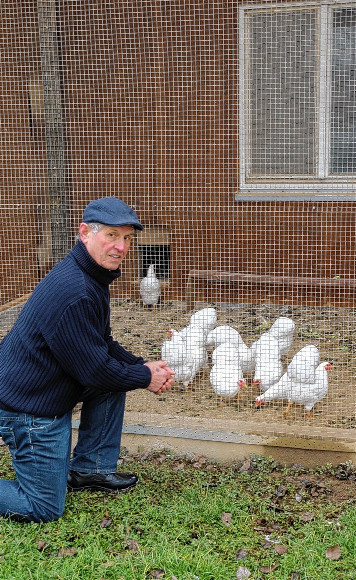 Stallpflicht-Sünder müssen zahlen