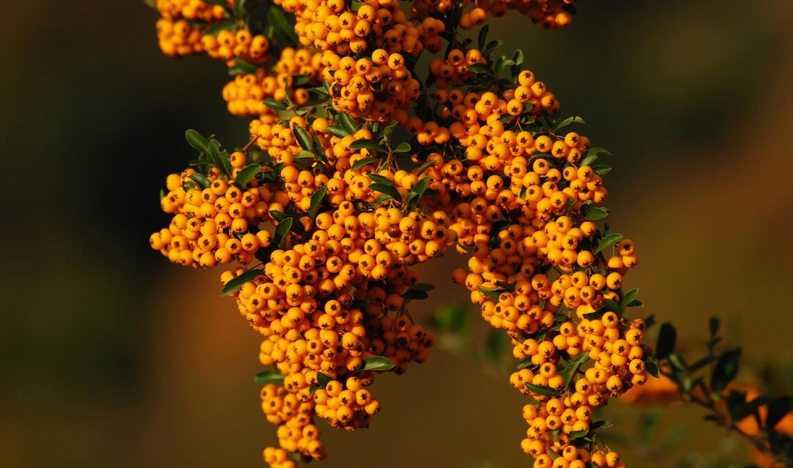 Hübsch, aber giftig: „Feuerdorn“.