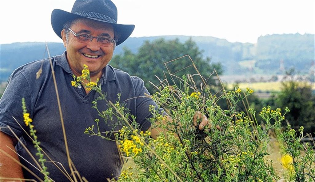 Hübsch anzusehen, aber gefährlich: Walter Appenzeller mit dem Jakobskreuzkraut, das die Leber schädigen kann. 