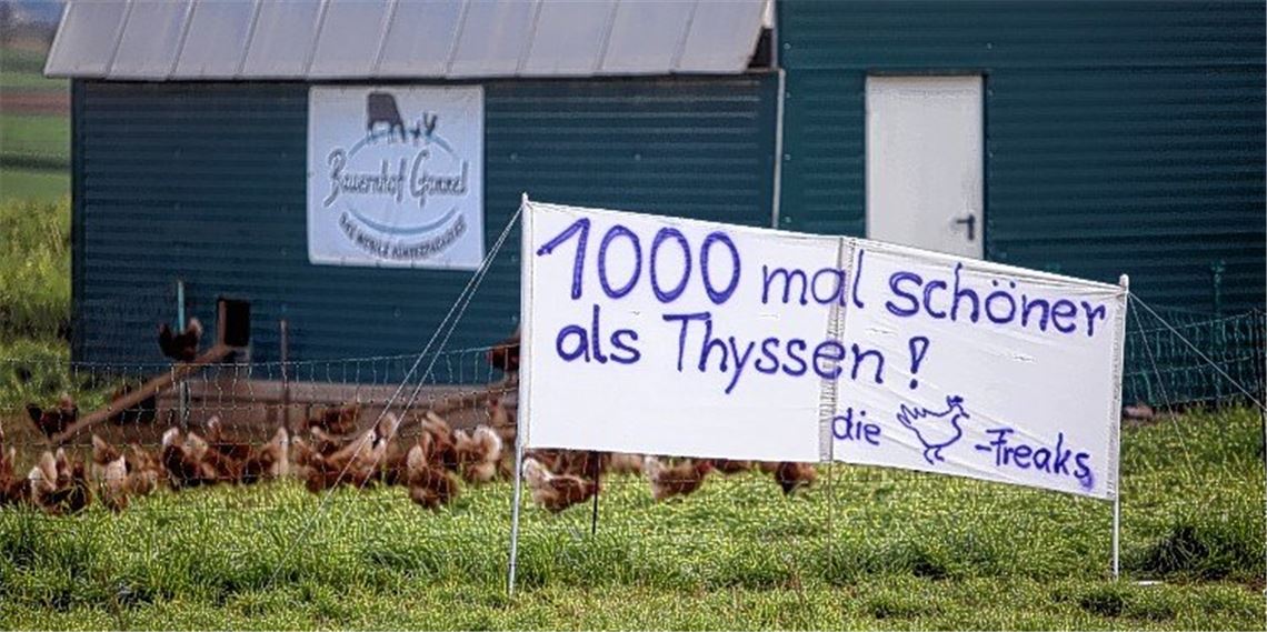 Hühner gegen Hallen