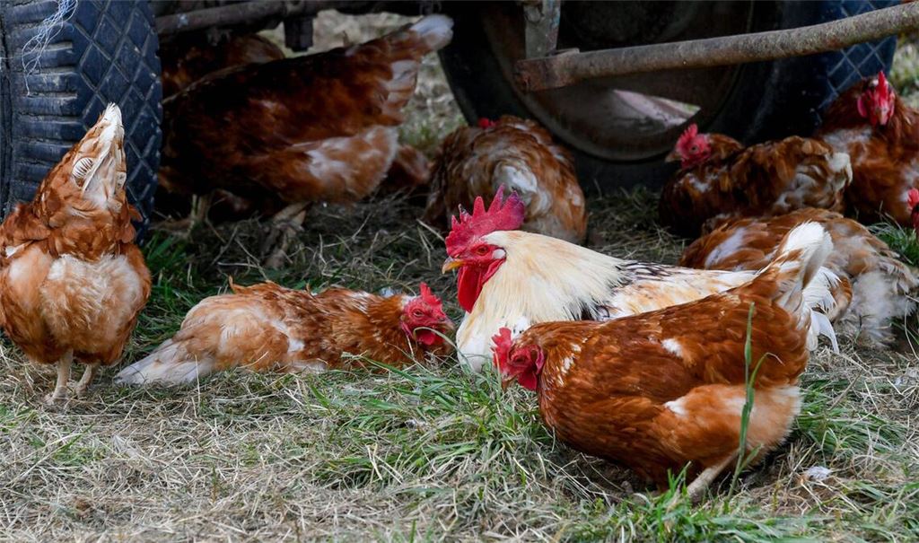 Hühner im Südwesten dürfen weiterhin ins Freie.