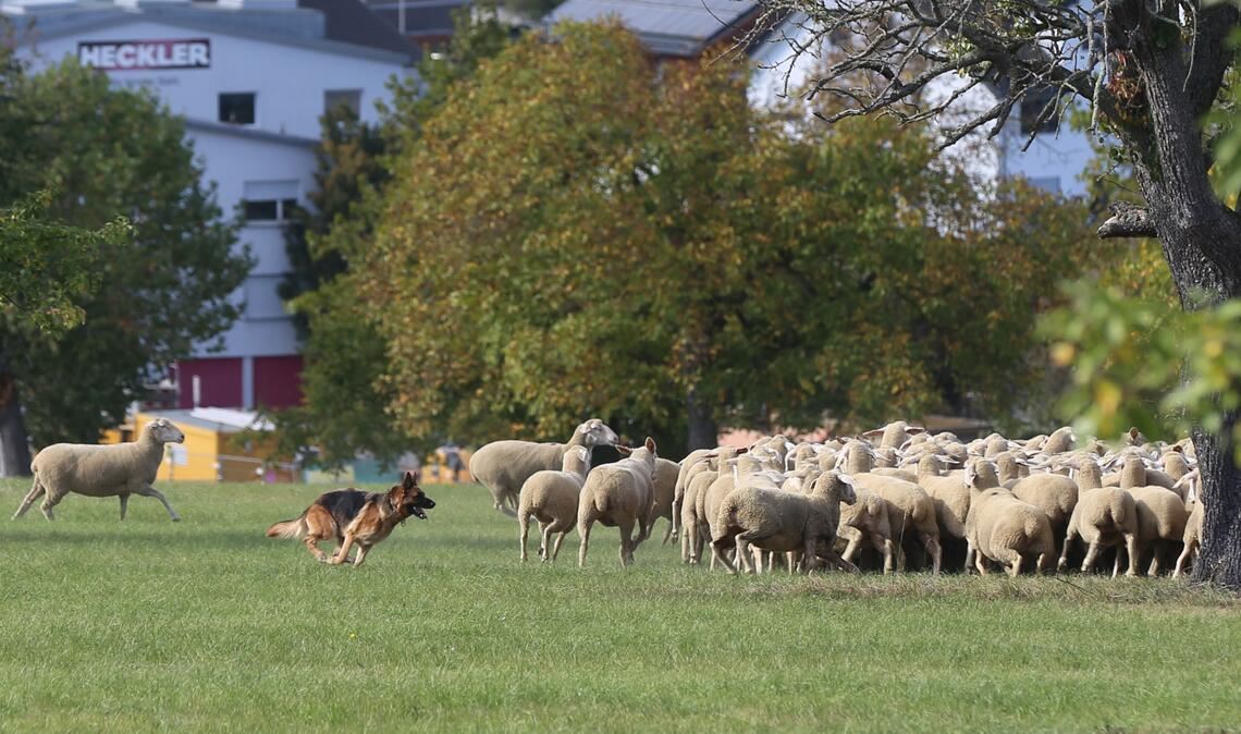 Hündin „Lara“ muss sich als erste Kandidatin der Schafherde stellen. Foto: Steigleder