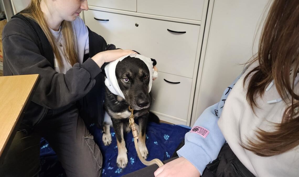 Hund "Puma" erhält im Erste-Hilfe-Kurs in Halle einen Kopfverband.