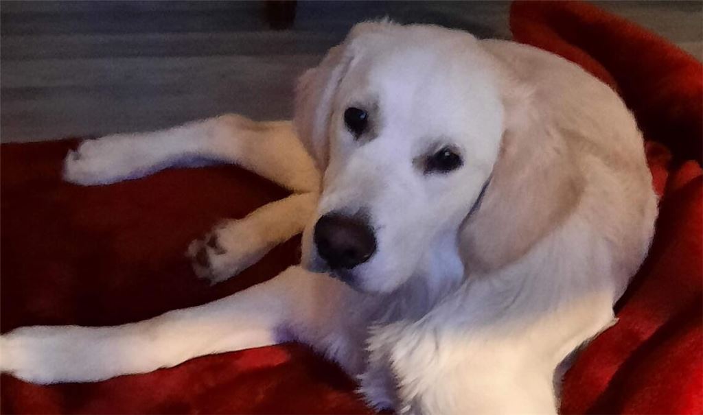 Hunde erfüllen für Menschen verschiedene emotionale Rollen: als Spielgefährte, Begleiter, Kind-Ersatz, Mittel gegen Einsamkeit oder wegen ihrer bedingungslosen Treue.