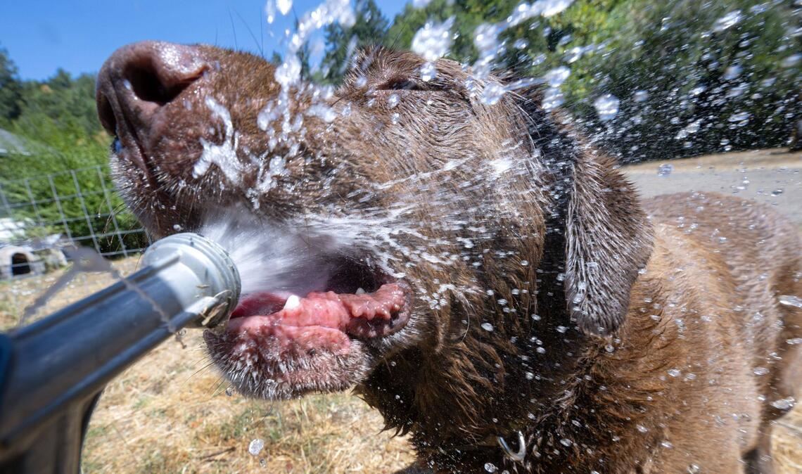 Hunde können nicht schwitzen und leiden daher besonders unter Hitze.