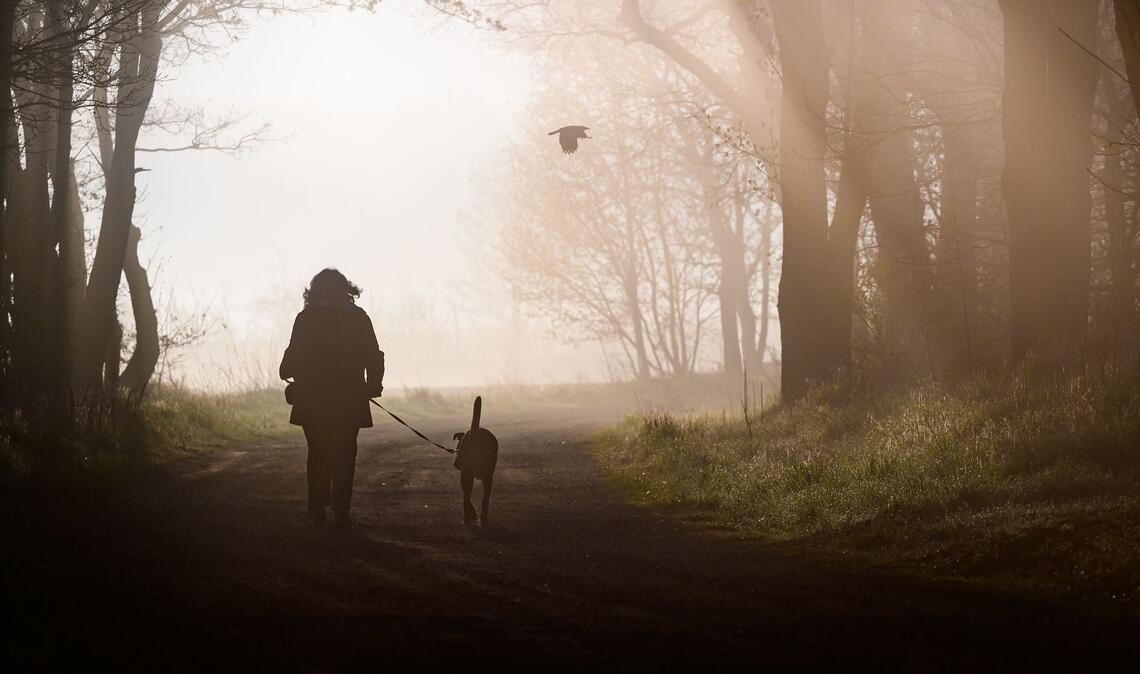 Hunde müssen künftig registriert und gechippt sein. Privatleute haben aber einige Jahre Zeit dafür. (Symbolbild)