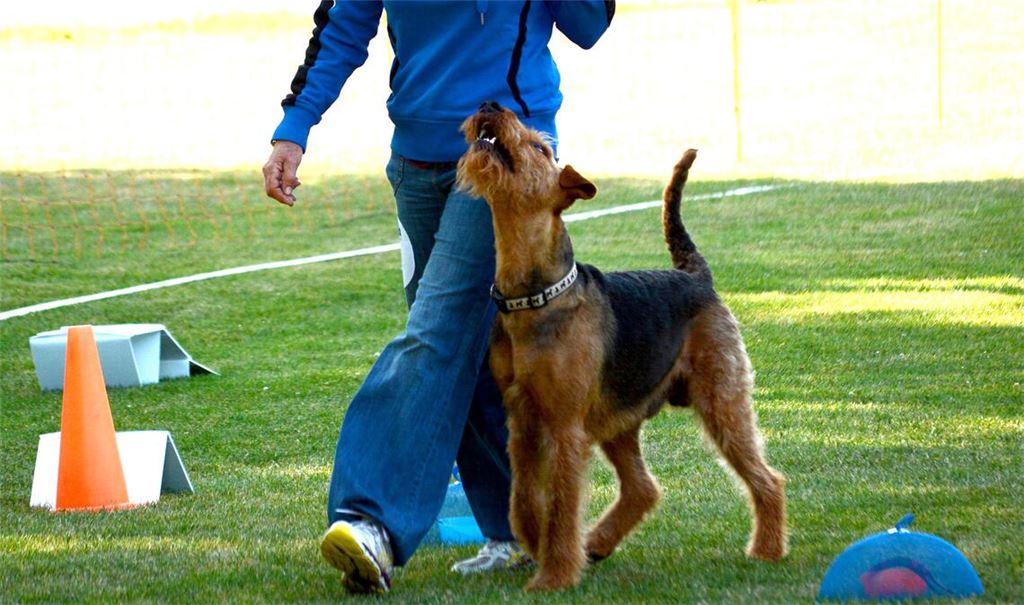 Hunde stehen bei der DM im Mittelpunkt.