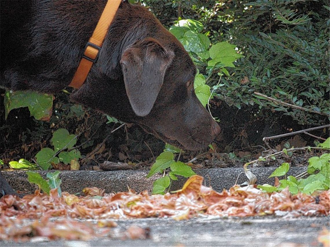 Hundebesitzer aufgepasst: Während der Polizei im Enzkreis und in Pforzheim noch keine gezielten Attacken auf Hunde durch präparierte Köder bekannt wurden, sind im Raum Vaihingen im vergangenen Monat schon zwei Tiere vergiftet worden.
