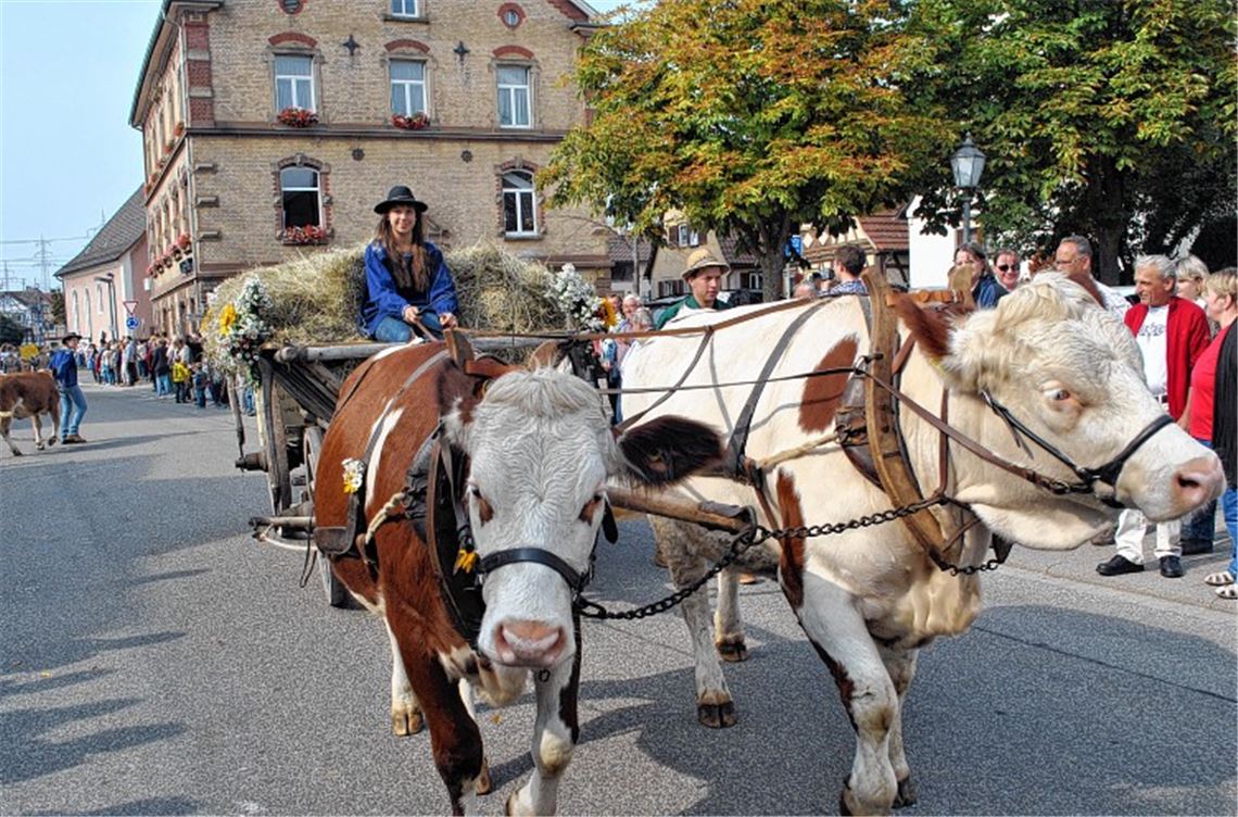 Hunderte Teilnehmer sorgen für ein farbenprächtiges Bild. Fotos: Stahlfeld