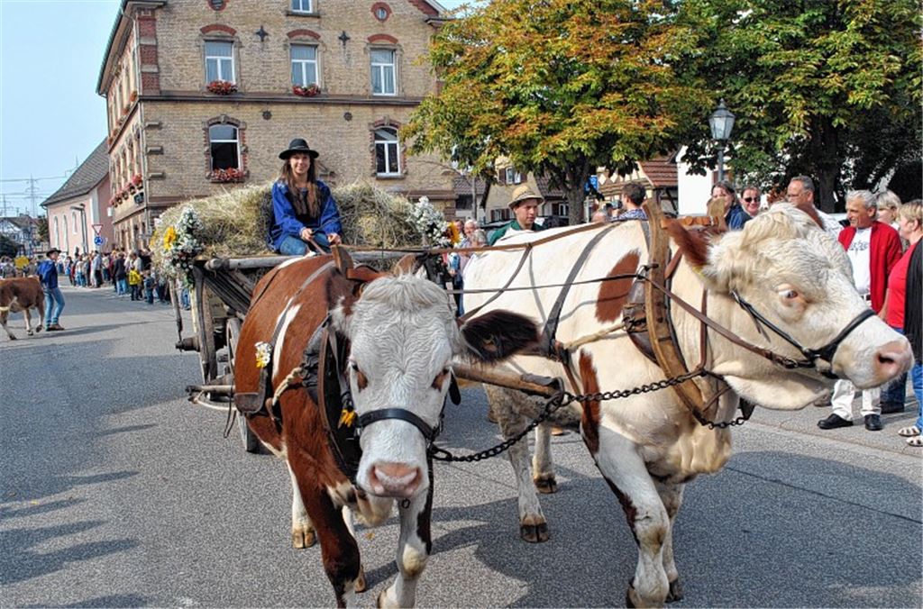 Hunderte Teilnehmer sorgen für ein farbenprächtiges Bild. Fotos: Stahlfeld