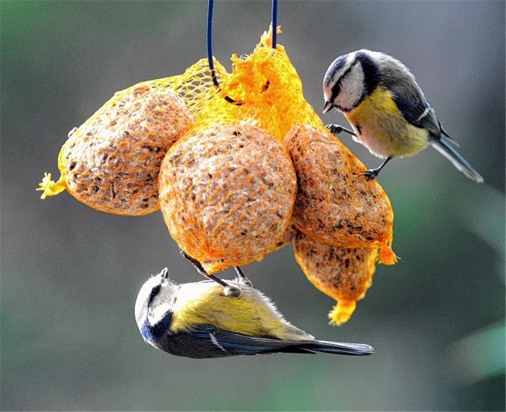 Hungrige Blaumeisen machen sich über die Knödel her. Foto: Lechner