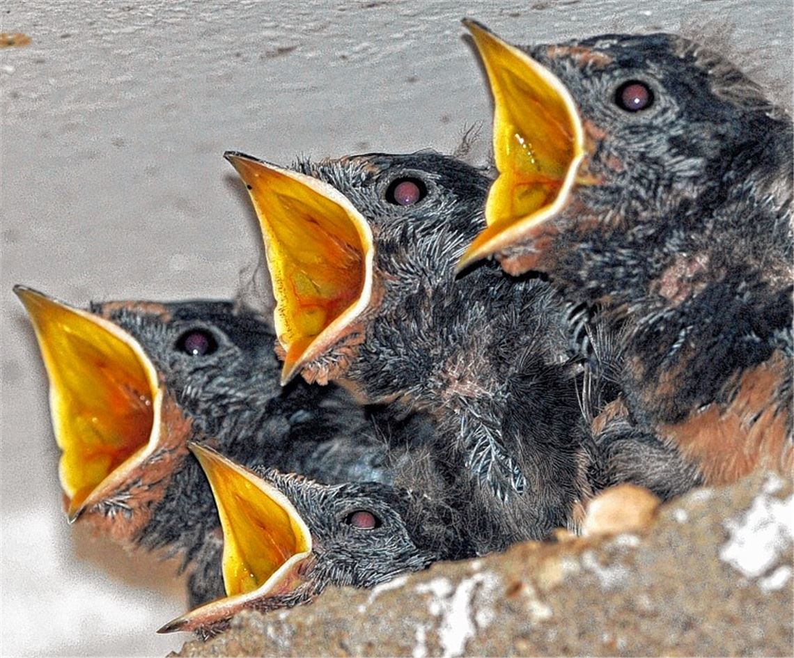 Hungriger Nachwuchs.