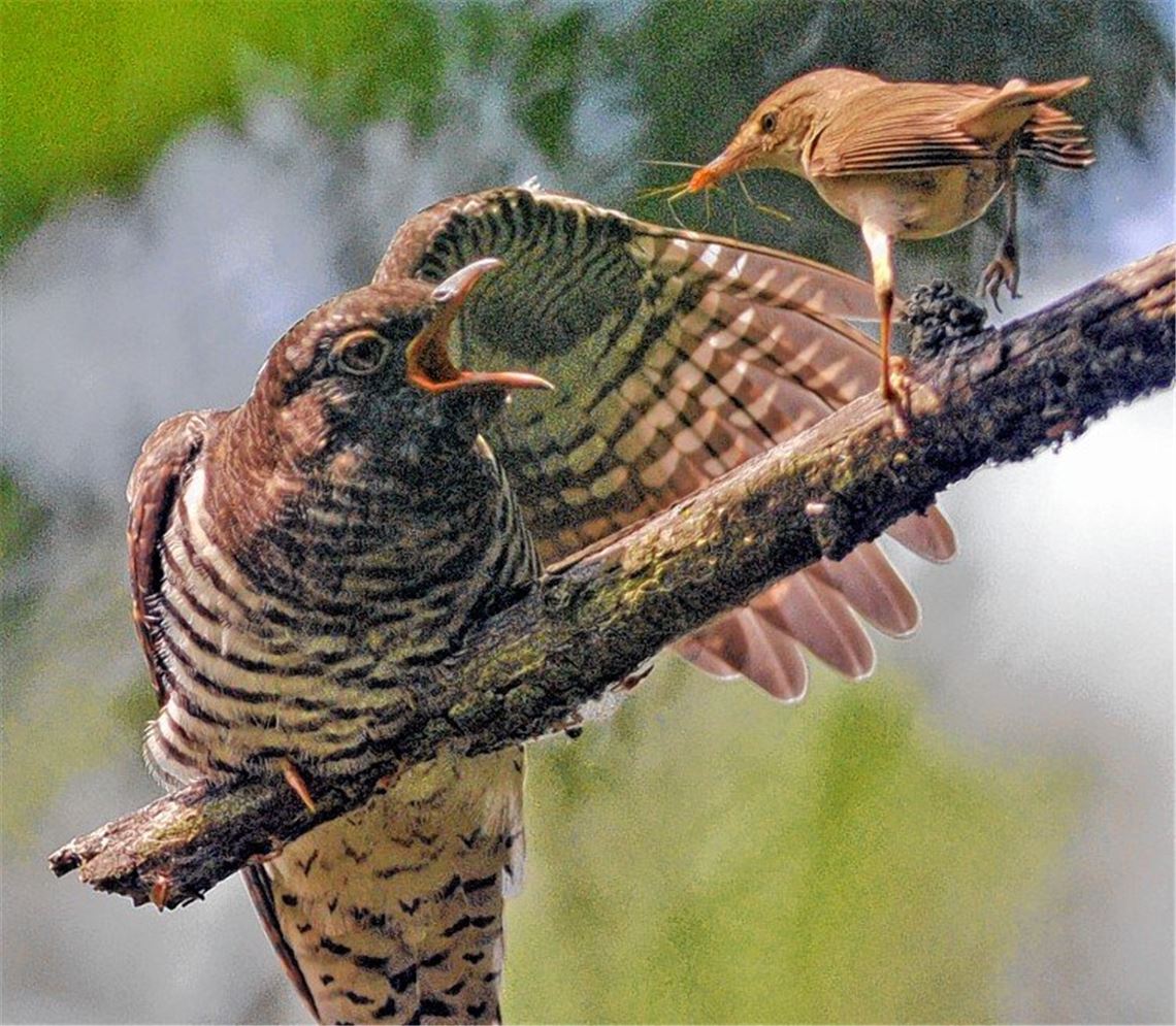 Das Phantom der Vogelwelt