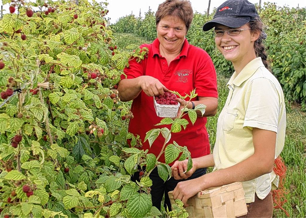 Husch, husch ins Körbchen: Die Beerenernte ist ein hartes Geschäft, auch wenn es auf diesem Foto nicht so aussieht. Das Pflücken der kleinen Früchte ist während der Hochsaison oftmals erst beendet, wenn die Sonne untergeht. Trotz der großen Mühe macht der Hofchefin Christel Stahl und der Auszubildende Rahel Wicki die Arbeit unter freiem Himmel und im Rhythmus der Natur große Freude. 