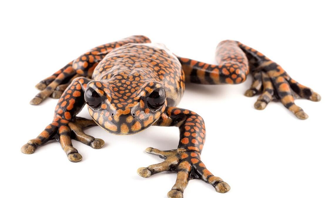 Hyloscirtus princecharlesi: Die seltene Froschart Hyloscirtus princecharlesi aus Ecuador wurde nach Charles aus dem Hause Windsor benannt, als er noch britischer Thronfolger war.