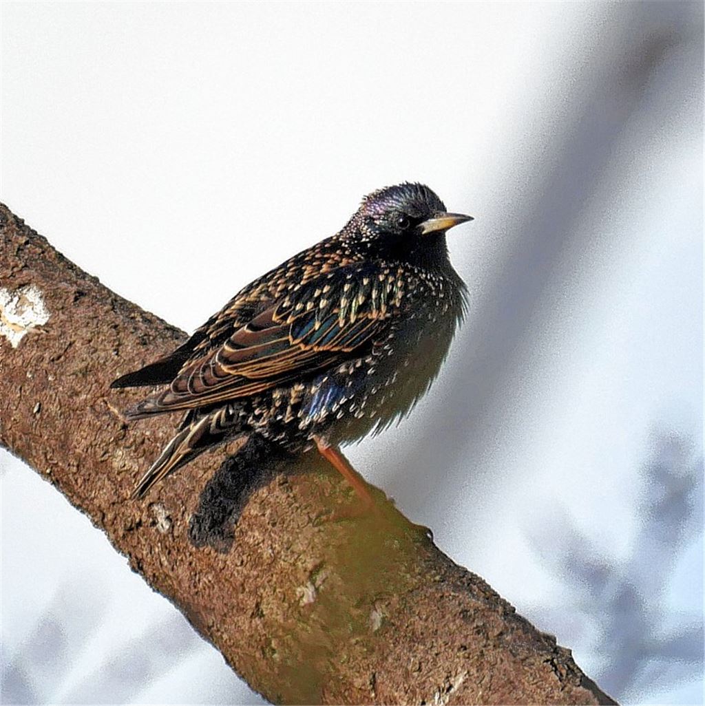 Winterbilder