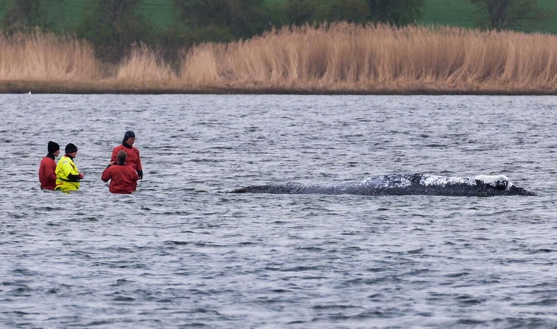 "Ich bin heute Morgen bei ihm gewesen, direkt an ihm dran", sagte Till Backhaus.