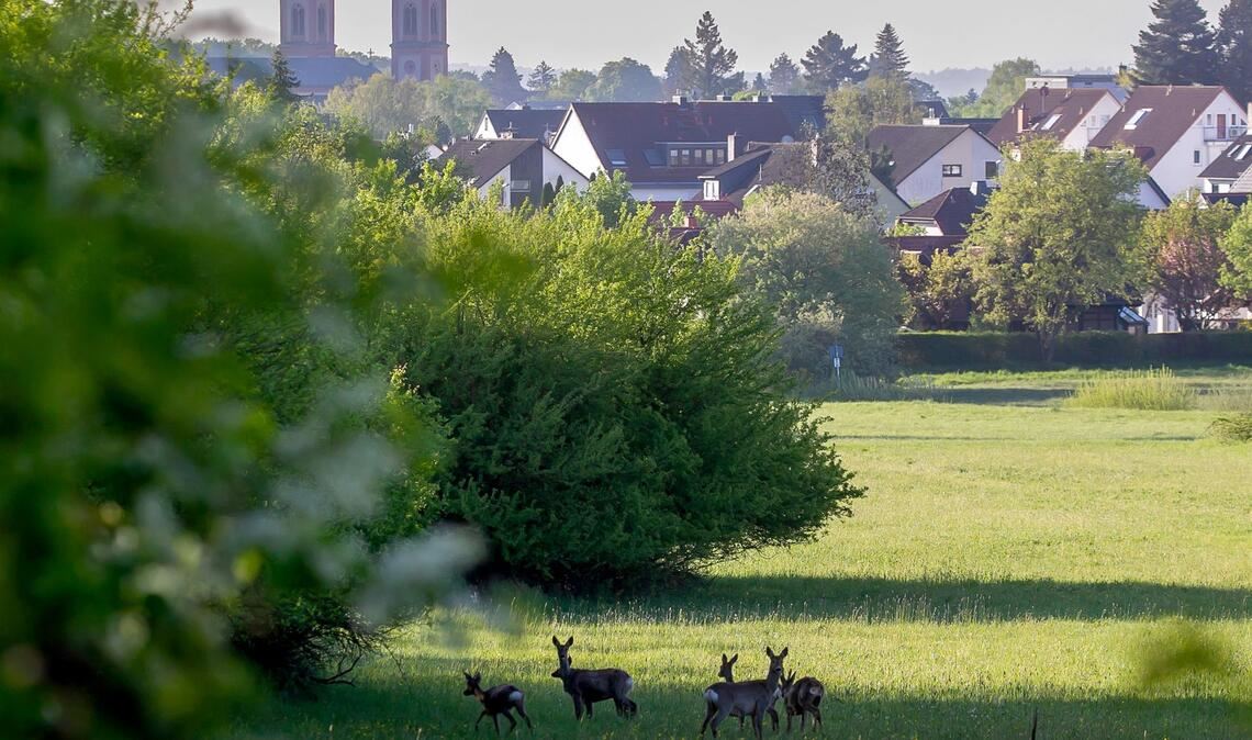 Idyll am Stadtrand von Bad Homburg