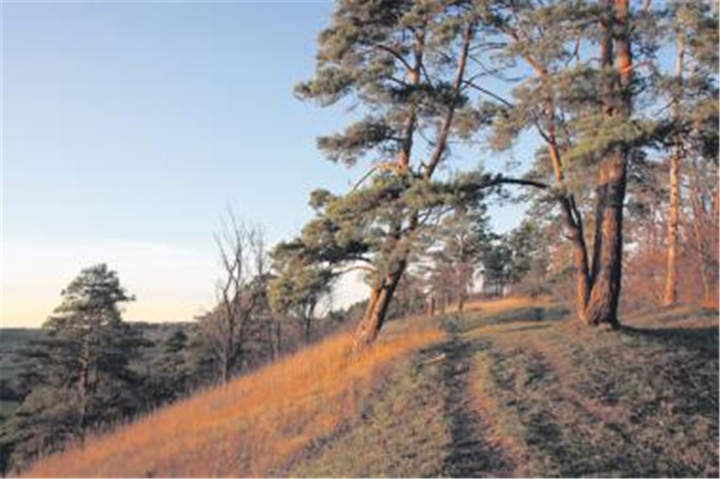 Idyll in Mühlhausen: Die Chancen stehen gut, dass der Kammertenberg bald zu einem Naturschutzgebiet erklärt wird. Foto: Laible