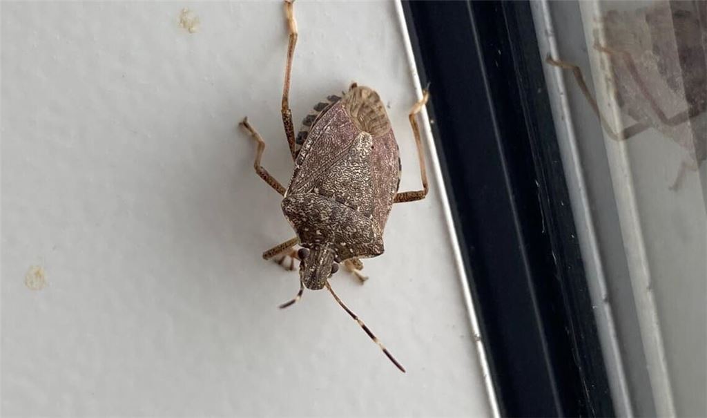 Igitt! Eine Stinkwanze an der Wand im gemütlichen Zuhause.